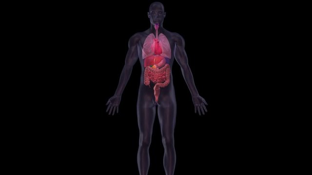 Human heart and organs