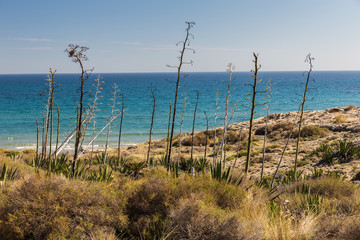 Los Genoveses beach. San Jose. Natural Park of Cabo de Gata. Spain.
Foreground plants are Pitas. Typical of esta area.