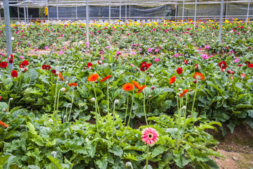 View on bright flower farm