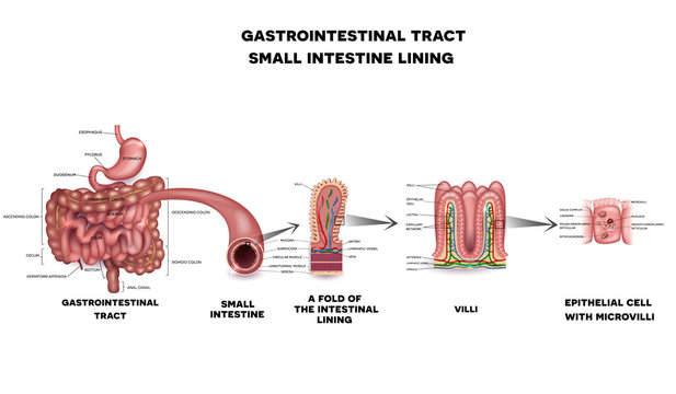 Gastrointestinal system small intestine anatomy