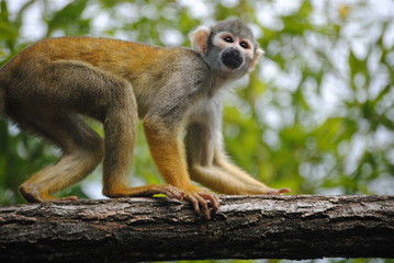 Saimiri (singe écuereuil)