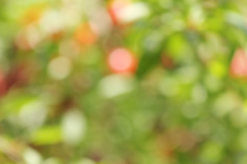 Sunny abstract  nature background, selective focus