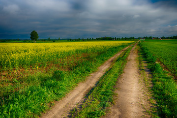 The road leading through the rape fields. HDR image. Masuria, Poland.