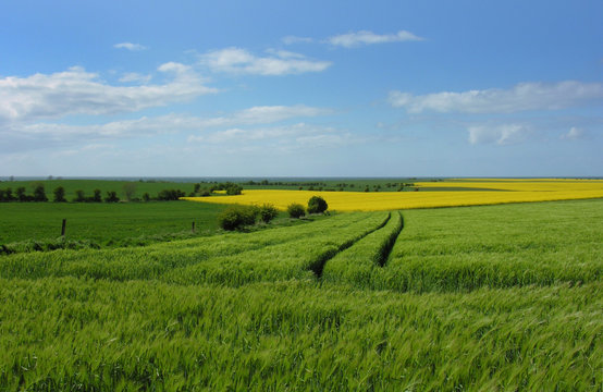 Felder in Ostholstein