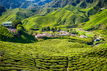 Fototapety  Wioska między plantacjami herbaty, wyżyny Cameron