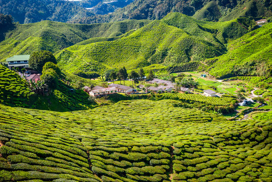 Village between tea plantations, Cameron highlands