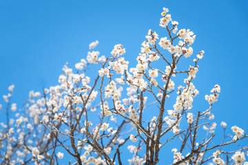 Sakura season in Japan, Cherry Blossom with Soft focus,