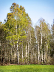 Obraz premium Birch Forest