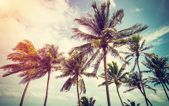 Coconut palm tree and sky on beach with vintage toned.