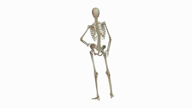 Animation of human skeleton