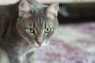 Portrait of a domestic cat with green eyes