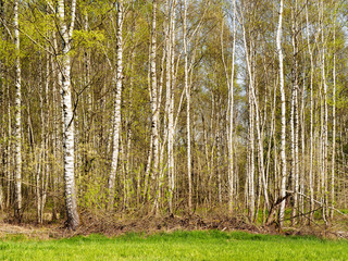 Birch Forest