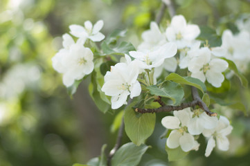 Obraz na płótnie Canvas blooming Apple tree flower with beautiful blur effect