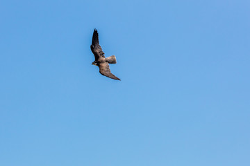 Greifvogel im Flug