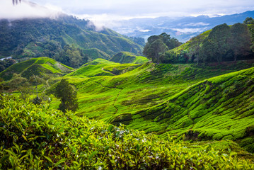 Tea plantation in Cameron Highlands, Malaysia