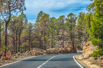 Road along the canarian pines in Corona Forestal Nature Park, Te