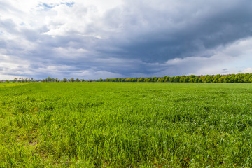 grüne Wiese und wolkiger Himmel
