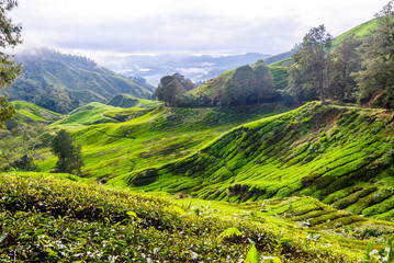 Tea plantation in Cameron Highlands, Malaysia