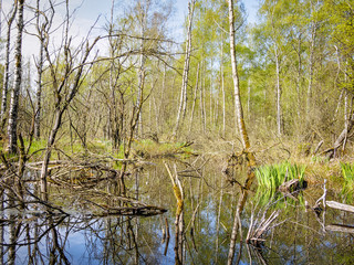 Birch Forest