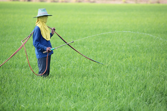 worker spraying pesticide in rice field.
