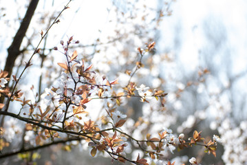 Blooming trees with flowers in Special Nature Reserve Carska Bara - Imperial Pond