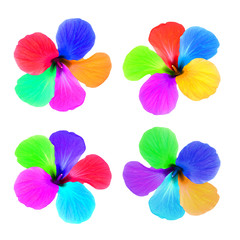 Set of multicolored flowers isolated on white background.