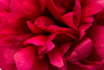 texture red peony close up