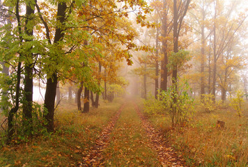 Fototapeta na wymiar autumn forest with misty morning