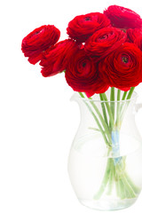 red ranunculus flowers