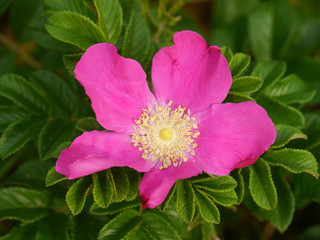 Obraz premium Kartoffelrose