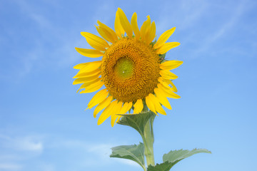 sunflower in the nature summer time.