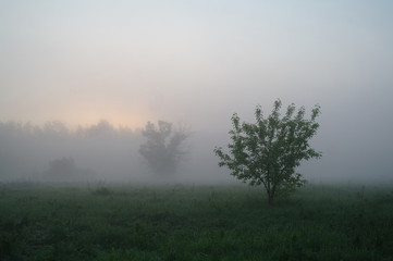 Plakat Misty meadow spring at sunrise