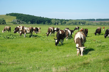 Cows on green grass in the summertime