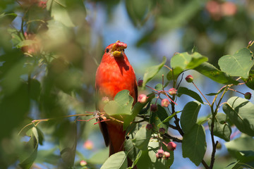 Summer Tanager in tree