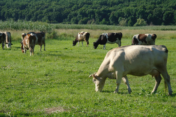 Cows on green grass in the summertime