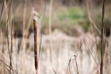 Flowers blossoming in forest at Special Nature Reserve Carska Bara - Imperial Pond