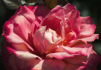 pink blend rose