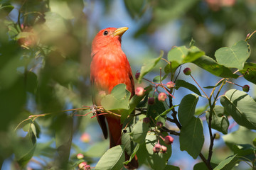 Summer Tanager in tree