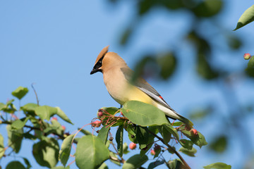Cedar waxwing in a tree