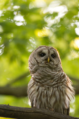 Barred owl perched in tree