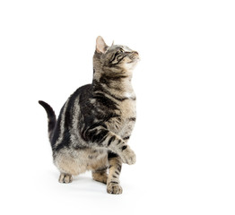 Cute tabby kitten looking up