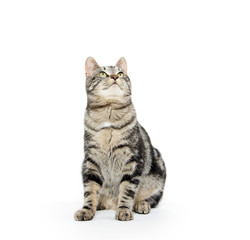 Obraz premium Ładny kotek Mora patrząc w górę