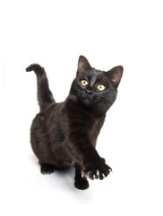 Cute black kitten on white