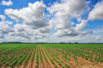 Fototapeta na wymiar Feld of potatos and cloudy blue sky. Potato field with green sho
