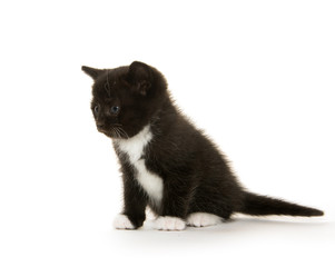 Cute baby kitten on white