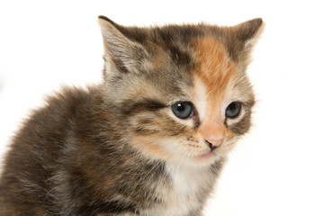 Tabby kitten on white