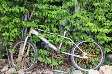 Fototapeta na wymiar old bicycle at green of plant background.
