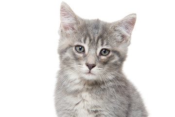 Cute gray kitten on white