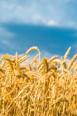 A wheat field, fresh crop of wheat.