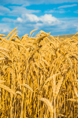 Fototapeta na wymiar A wheat field, fresh crop of wheat.